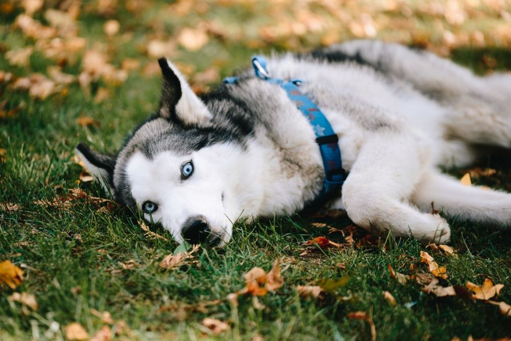 вязка сибірська хаскі