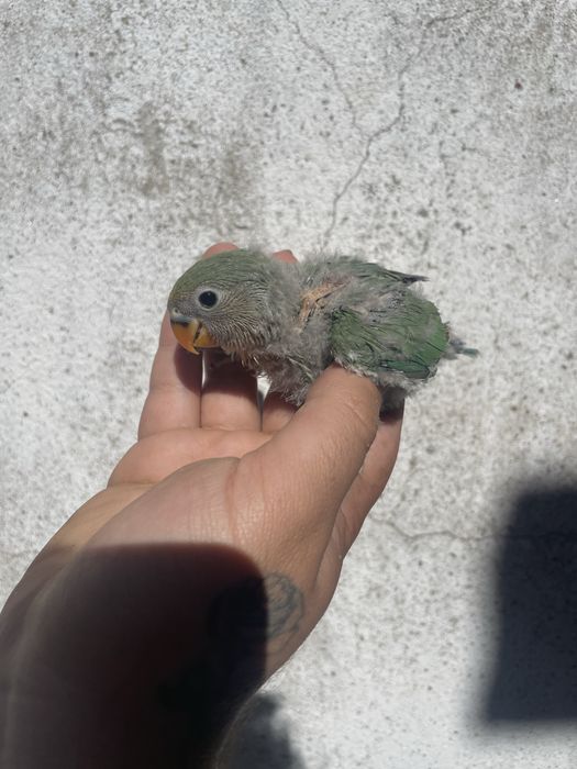 Agrapornis bebe para criar à mao