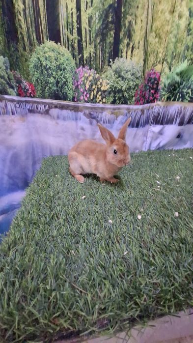 Coelhos Rex laranja/ arlequim