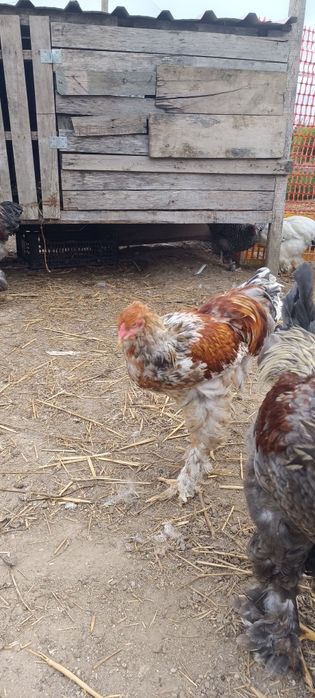 Galos Brahma (light azul, red pyle, perdiz azul)