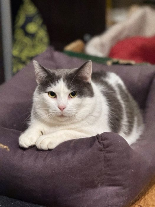 Котик Бос шукає нову сімʼю