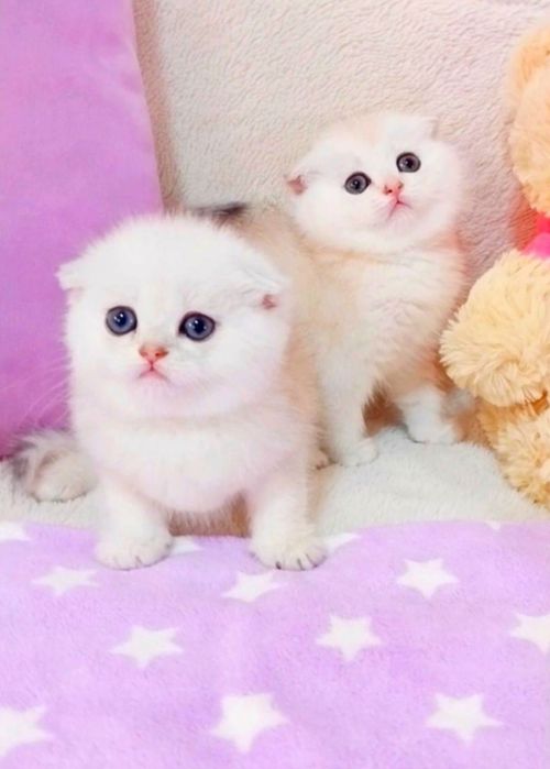 Мальчики красавчики в окрасе Серебристая шиншилла