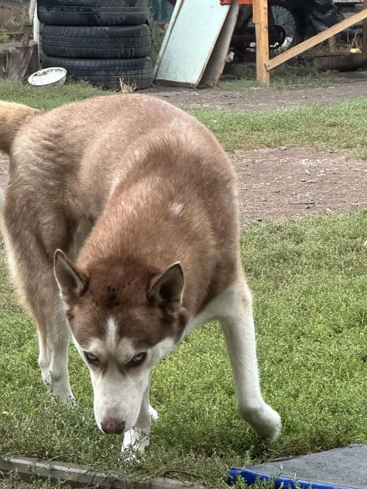 Вязка сибірський хаскі