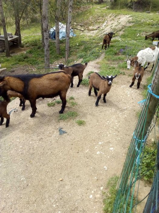 Vendo Cabritas anãs