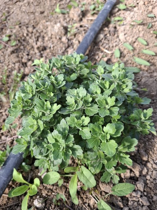 Хризантема мультифлора 3в1, мікс кольорів,  вишиванка