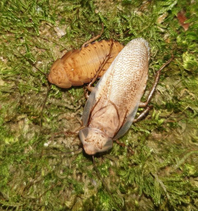 Karaczany karaczan Rhyparobia maderae "gold" mix wielkości