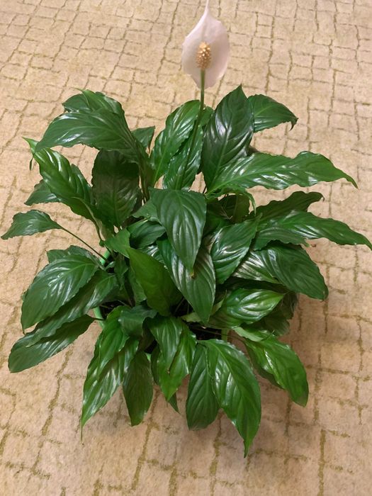 Врієзія, заміакулькас (76 см) , спатифілум, кактуси.