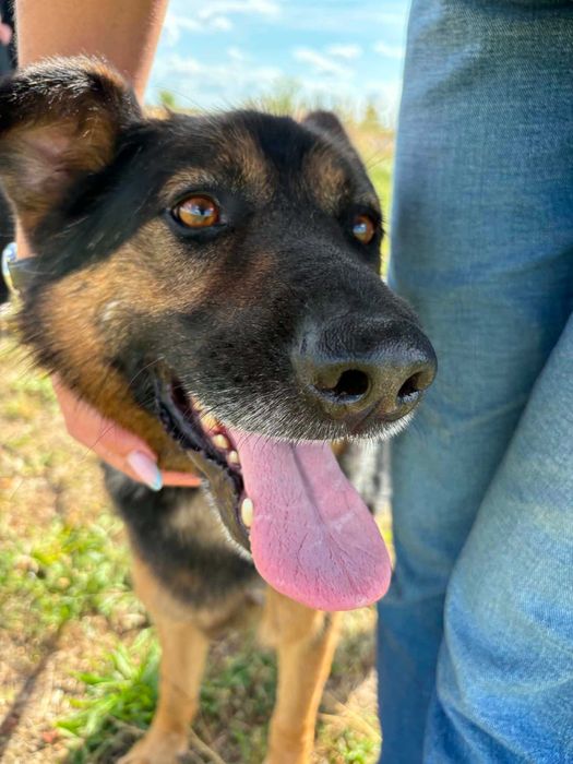 Benzo cudny psiak do adopcji