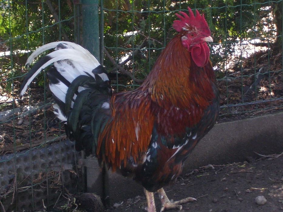 Jaja lęgowe kur Szwedzkie kwiaty