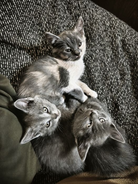 Кошенята британські