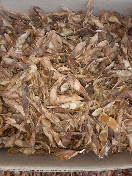 Tremoços biológicos 2025 calibre grande