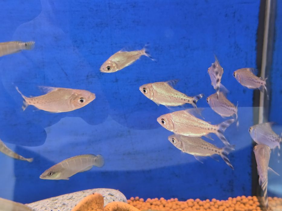 Flagtail Taeniurus