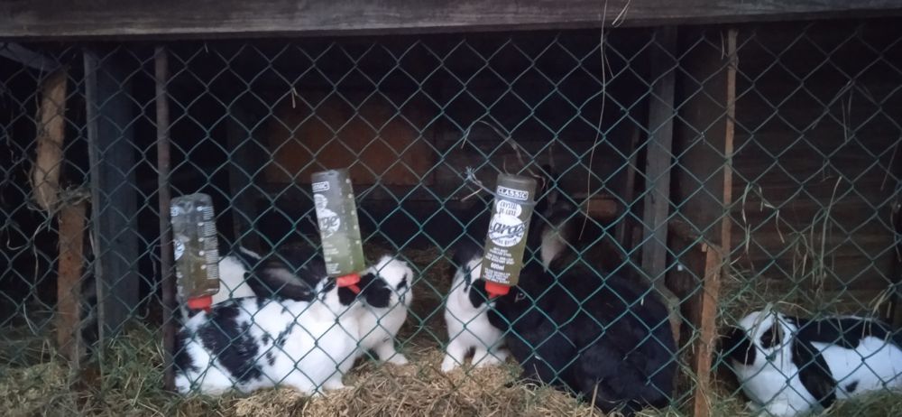 Sprzedam około 60 królików