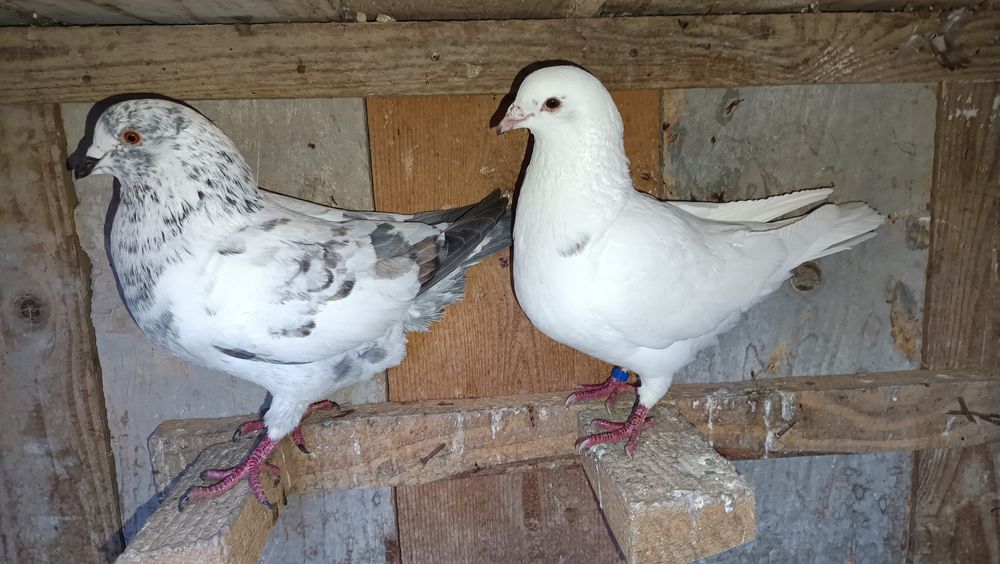 Para King gołąb ozdobny duży Tiger tygrys mięsny