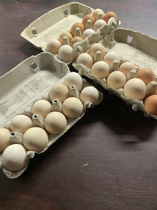 jaja  od kur z wolnego wybiegu