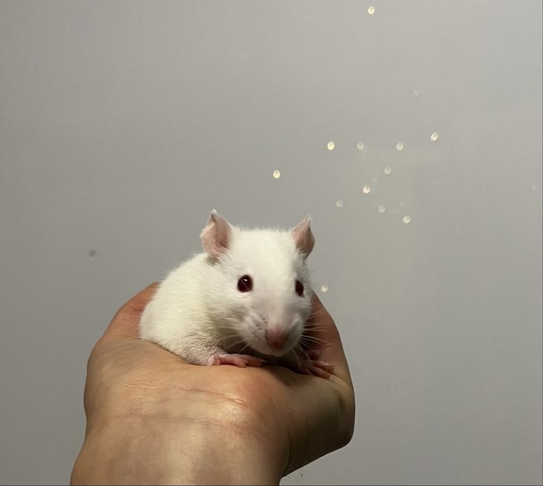 Młode szczurki biale