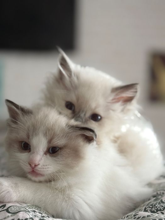 Ragdoll blue grey lynx lilac