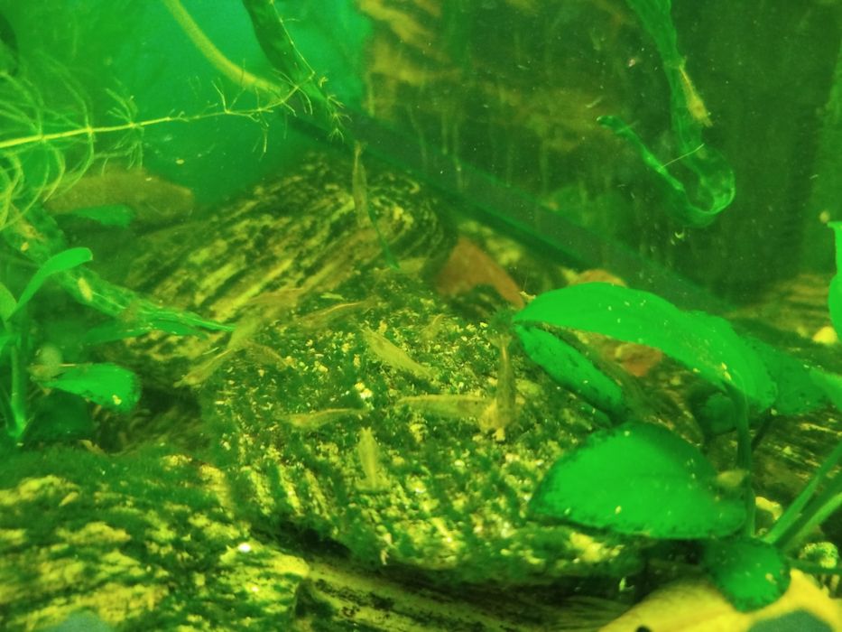 Krewetki zwykłe, polecam