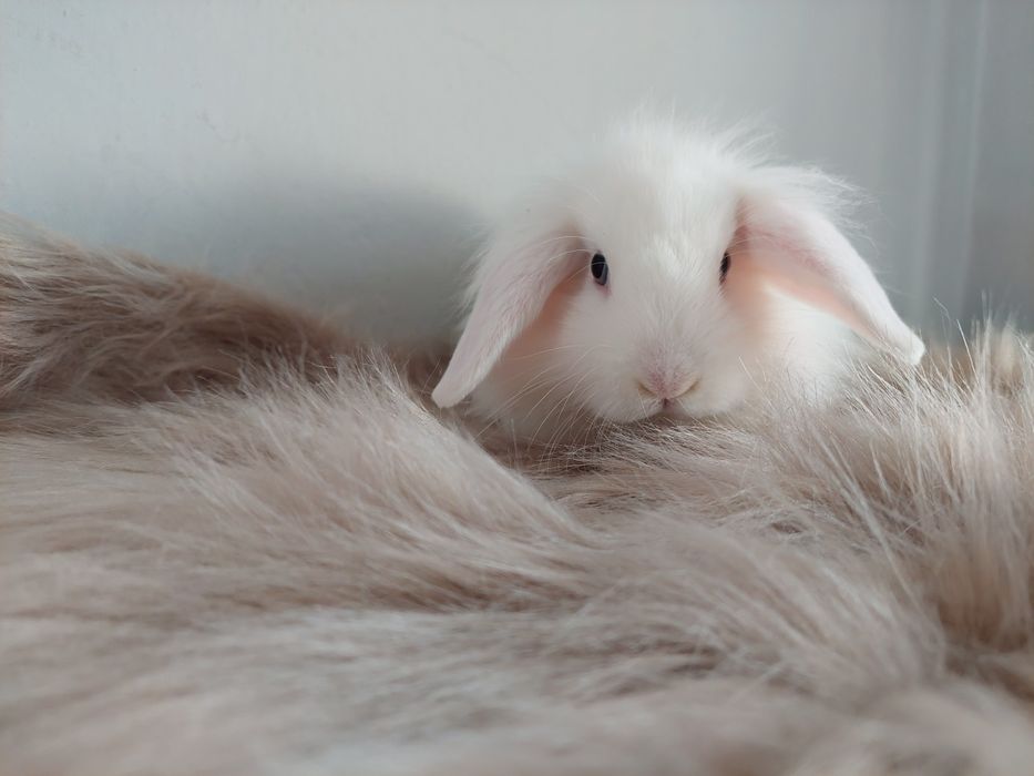 Króliki miniaturki baranki kłapousze