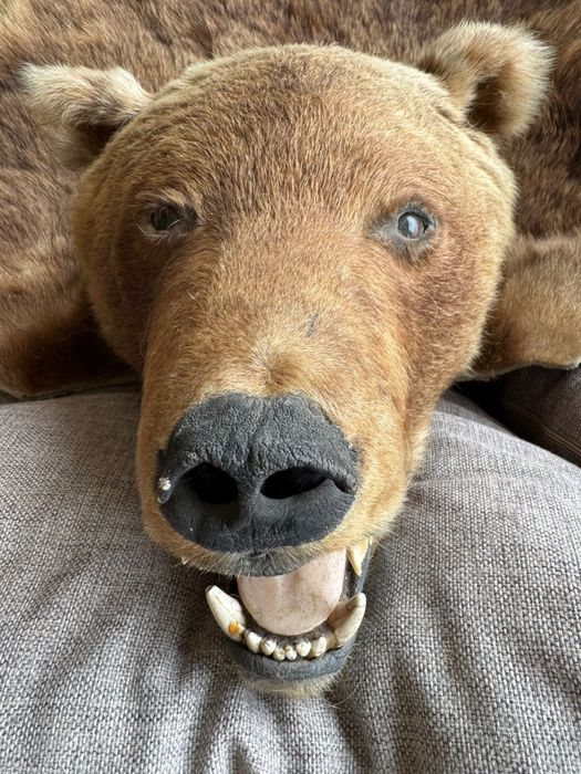 Продам шкуру ведмедя, 1,5м, голова вичищенна