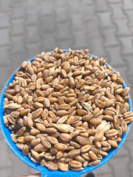 Sprzedam pszenicę ozimą