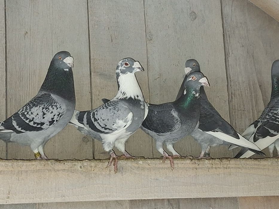 Gołębie staropolskie