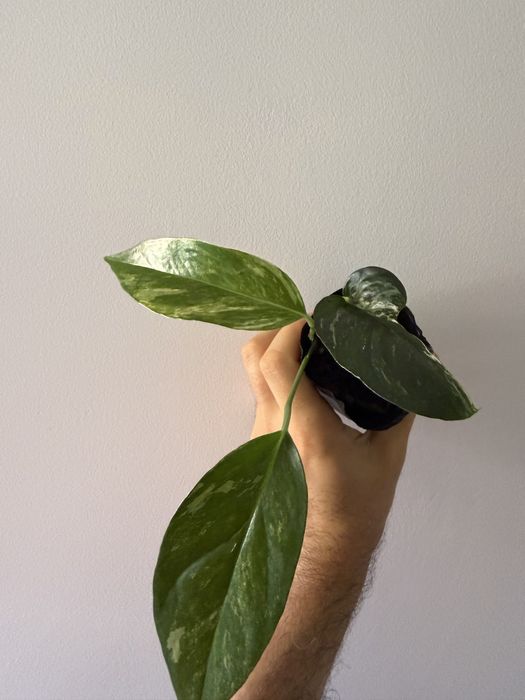 Epipremnum pinnatum albo variegata