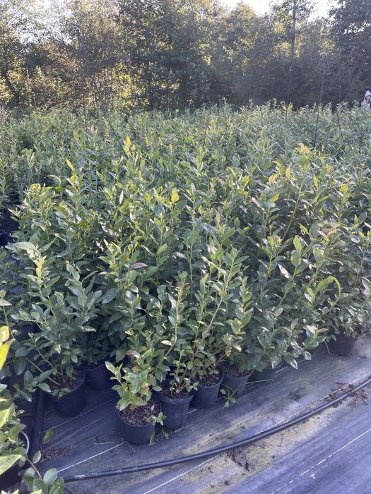 Лохина саджанці / голубика саженцы 2–5 років | великі кущі