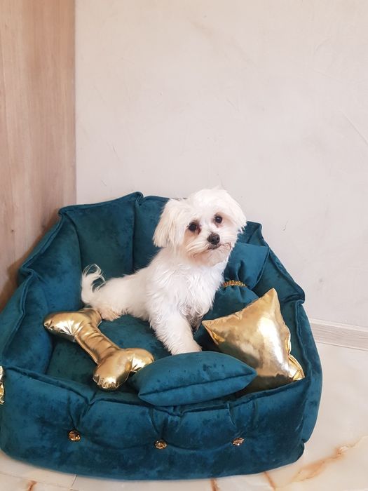 Śliczny piesek maltańczyk z wyprawką