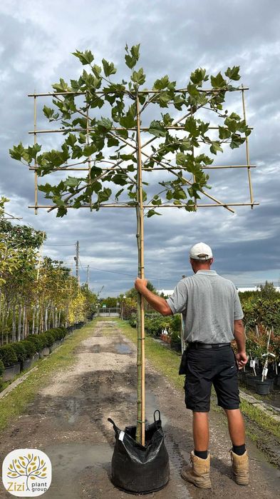 Platan klonolistny palmet, na pniu 180cm, ekran 180x150cm, Platanus acerifolia