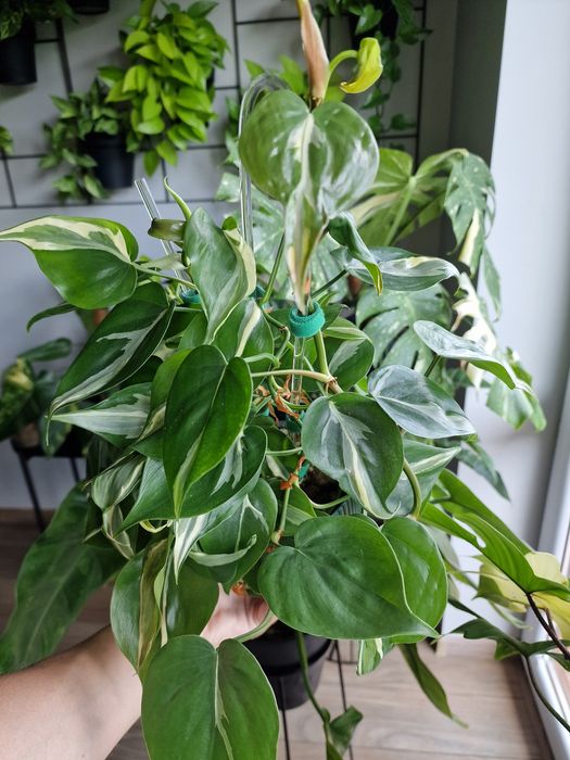 Philodendron Rio