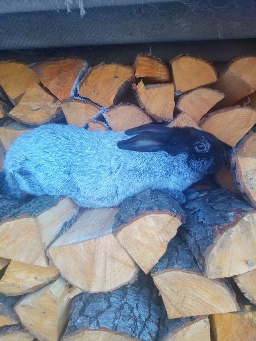 Кролики. Кроли. Крольчата.