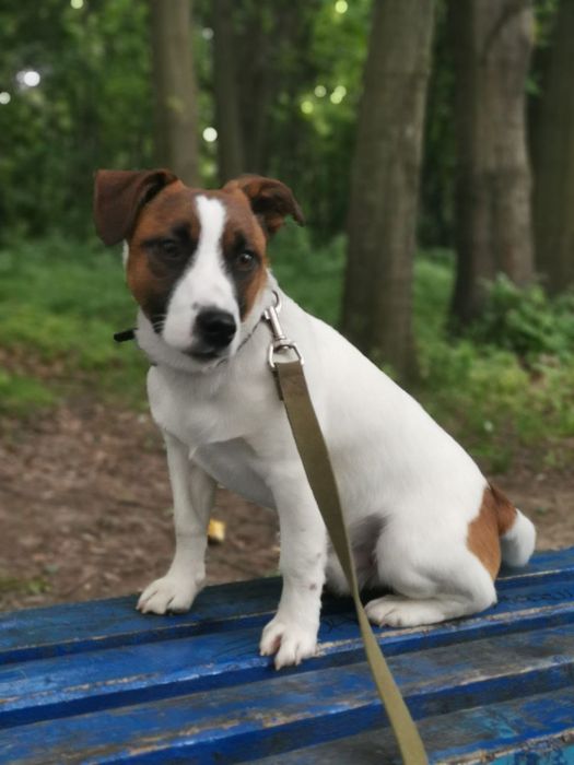 Кобель Джек Рассел-терьер ищет девочку.