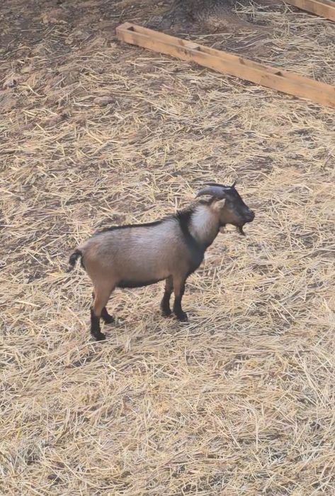 Troco Cabras Anãs.