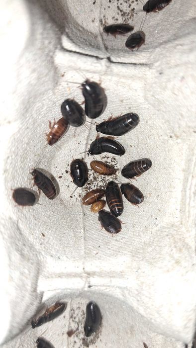 owady karmowe mini karaczany Paraplecta