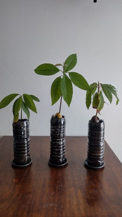 Abacateiros Hass/bacon