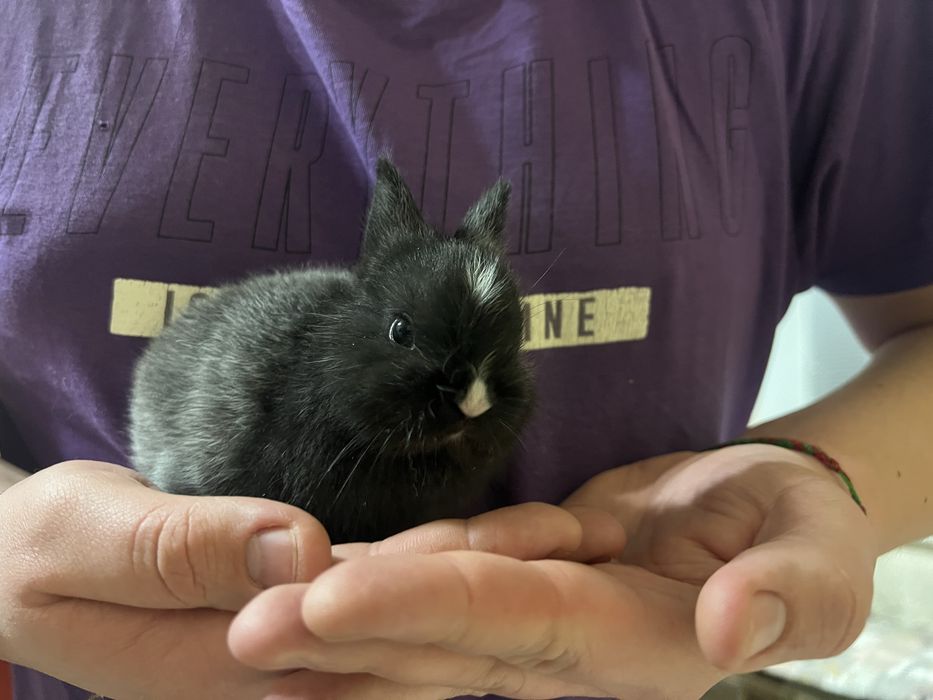 Кролик Мини (маленькие, ручные) 1 месяц