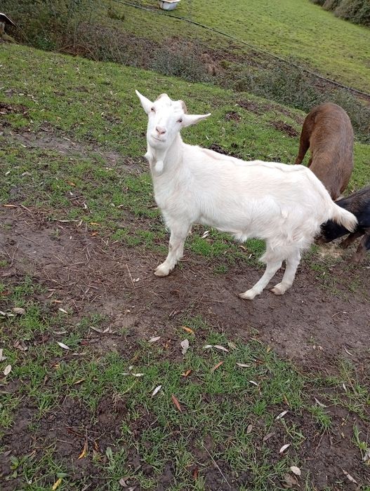 Vendo cabra branca