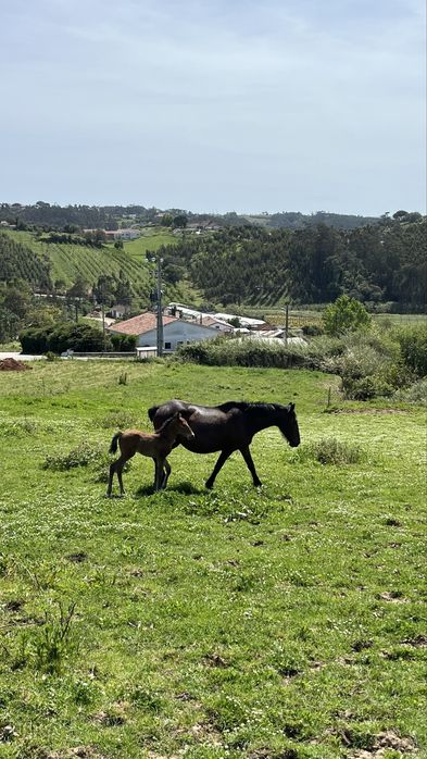 Egua afilhada poldra PSL