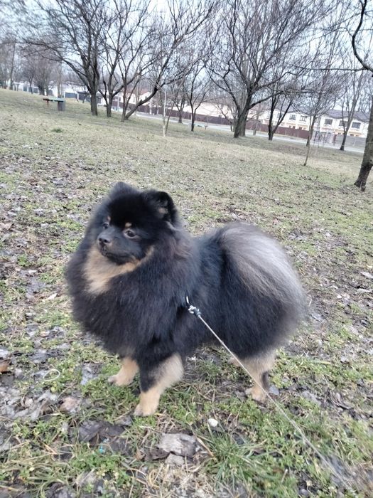 Вязка померанський шпіц