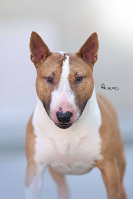 Bulterier Miniaturowy  ZKwP/FCI oddział Poznań