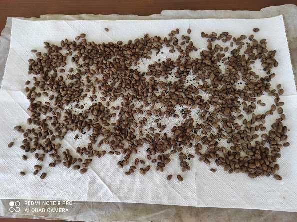 КОКОНИруфиКОРНУТИ осмії  опт від 1000 шт