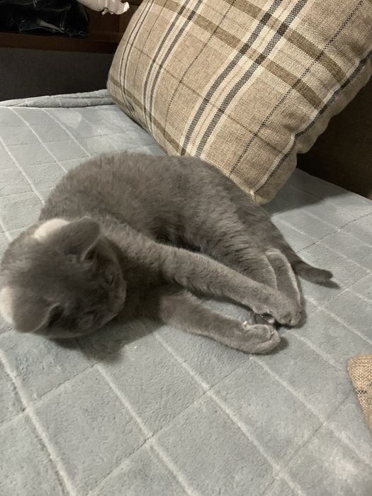 Котик хлопчик , вік 6 міс.