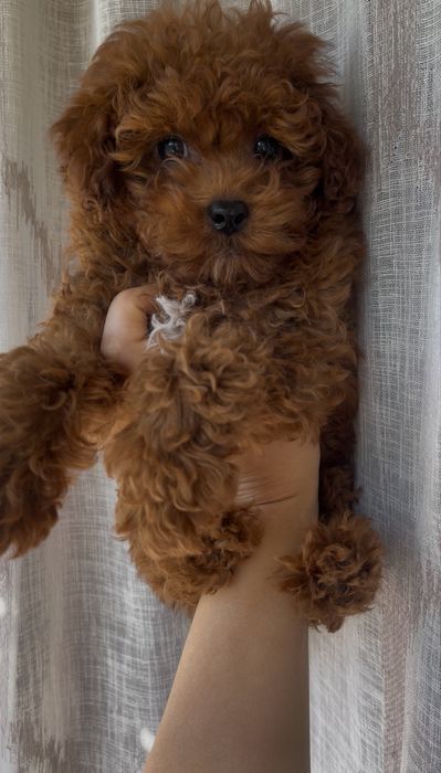 Poodle toy VIP mini