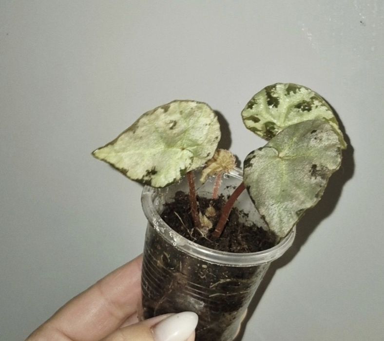 Рідкісні бегонії