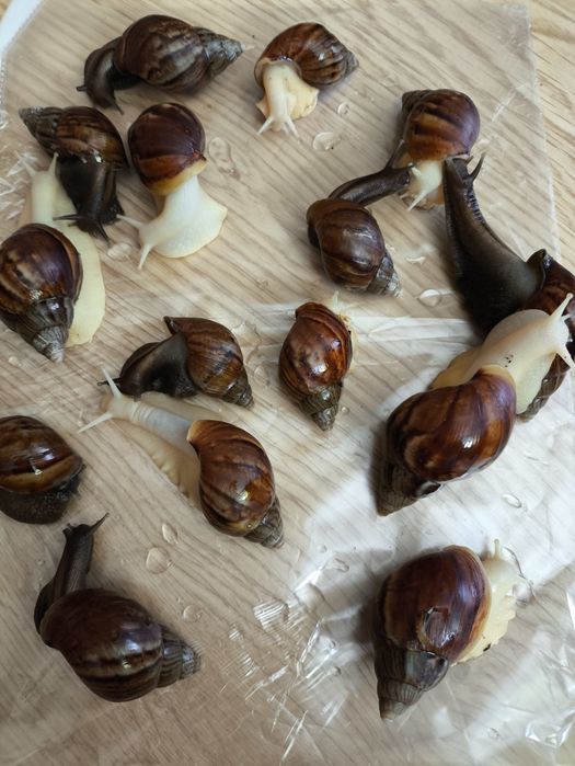 Равлики Ахатини, 1 та 5 років