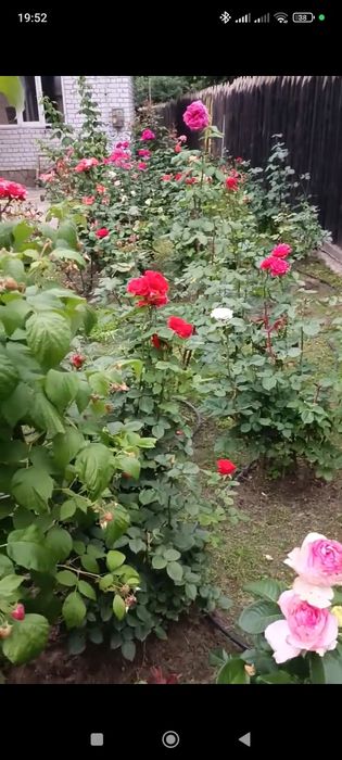 Розы букеты на праздник