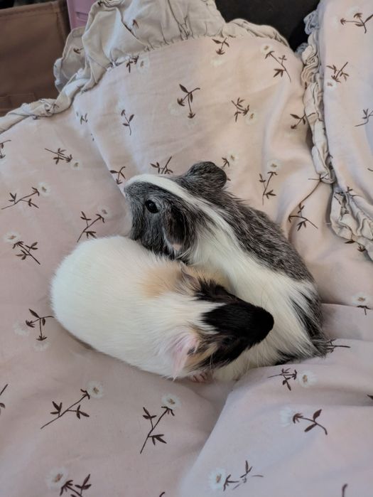 młode małe świnki morskie samczyki samce świnka morska samiec