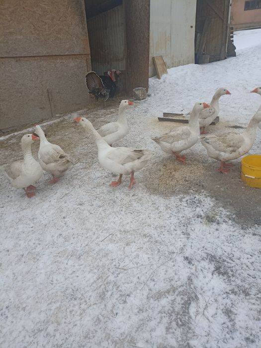 Jaja lęgowe sprzedam