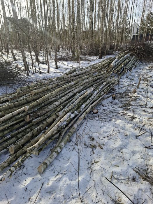 Sprzedam drewno brzoza *Sobolewo*